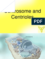 Centrosome Centrioles