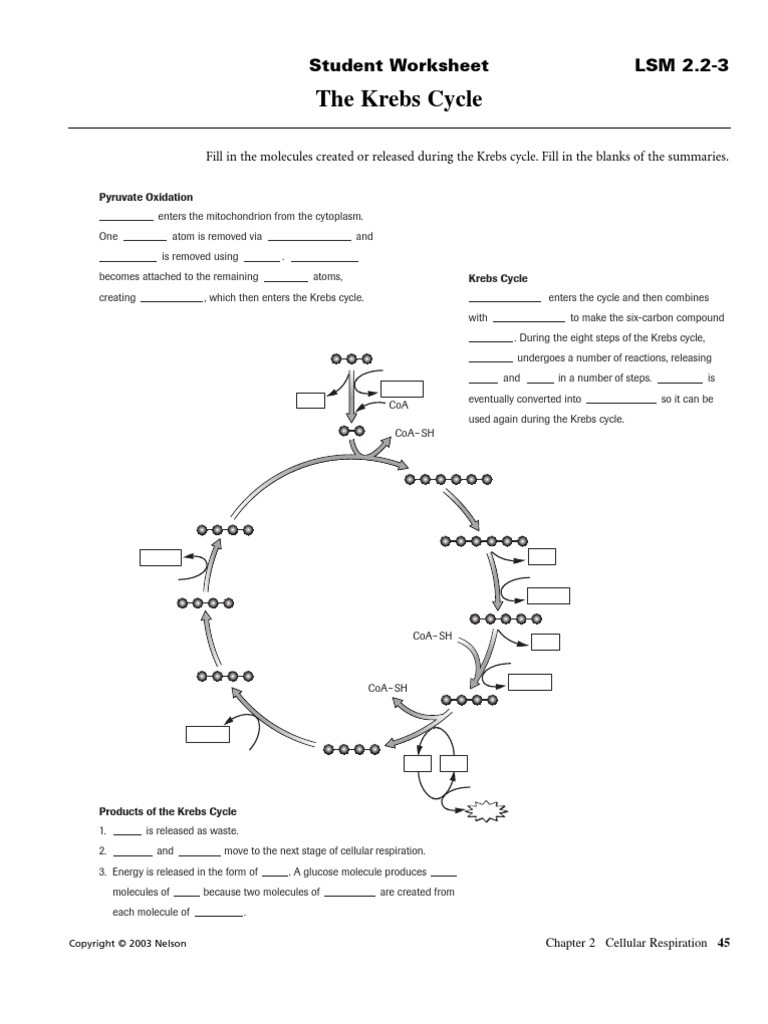 Krebs Cycle Citric Acid Cycle Diet Nutrition