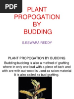 Horticultural Plant Propagation by Budding - Eswar