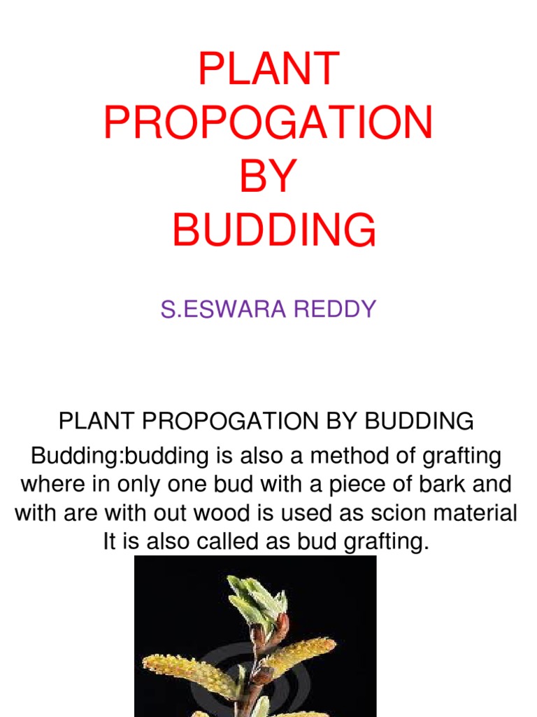 Horticultural Plant Propagation by Budding -Eswar | Grafting | Botany