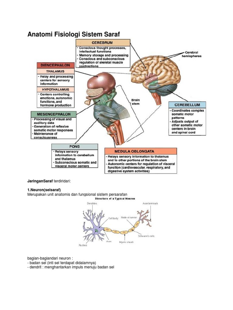 Anatomi  Fisiologi Sistem Saraf   Anatomi  Fisiologi Sistem Saraf