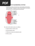 Tooth Numbering System Word File