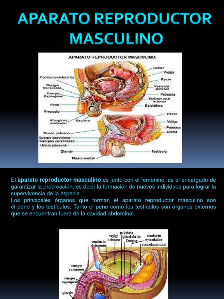 Aparato reproductor masculino
