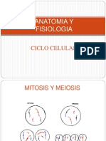 Mitosis Vs Meiosis