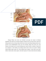 Anatomi Rongga Hidung dan Tatalaksana Karsinoma Nasofaring