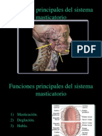 Funciones Principales Del Sistema Masticatorio