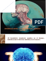 Diferencias Entre Los Hemisferios Del Cerebro Humano