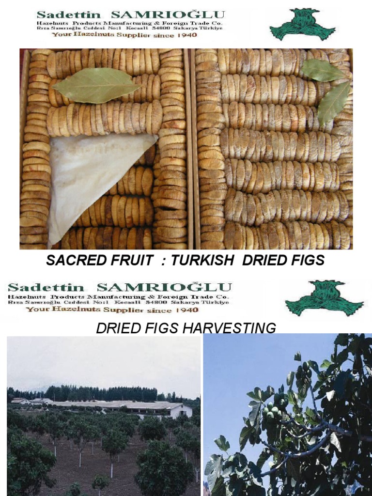 Turkish Dried Figs - Processing Stages | PDF | Common Fig | Raisin