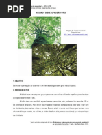 Andando Sobre Copa de Arvores