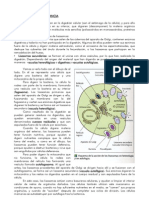 Lisosomas y Sus Funciones