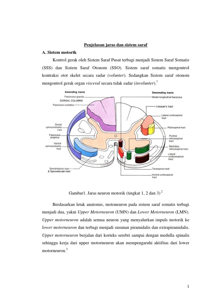 Penjelasan Jaras Saraf Motorik dan Sensorik | PDF | Metode & Bahan Ajar