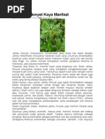 Download JambuMonyetKayaManfaatbymarhelunSN154841387 doc pdf