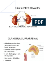 Glandulas Suprerrenales