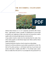 Practices For Successful Cultivation of Gerbera