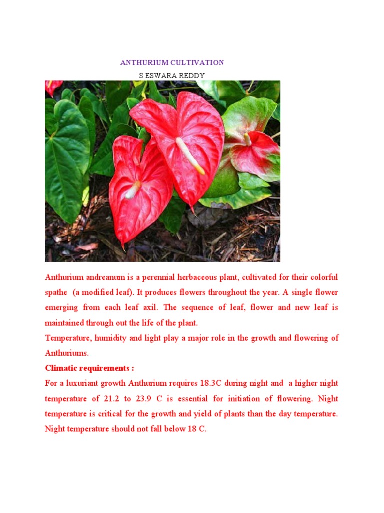 Anthurium Cultivation | PDF | Plants | Flowers
