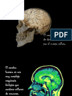 Cerebro