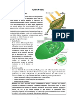 Fotosintesis C3 - C4 - CAM PDF