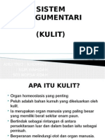 Sistem Integumentari