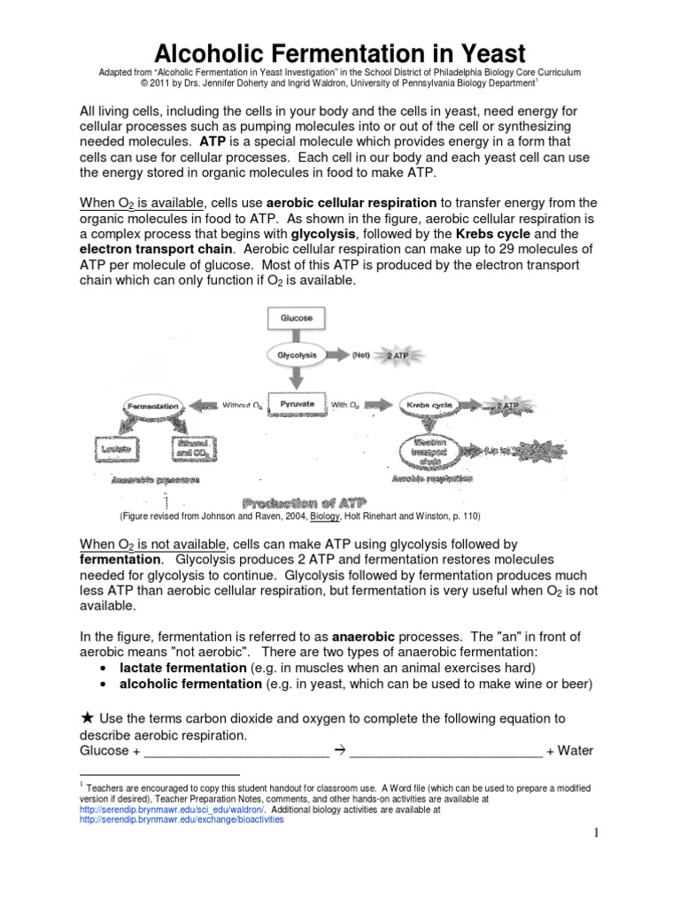 worksheet Fermentation Worksheet yeast protocol cellular respiration fermentation