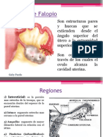 Trompas de Falopio