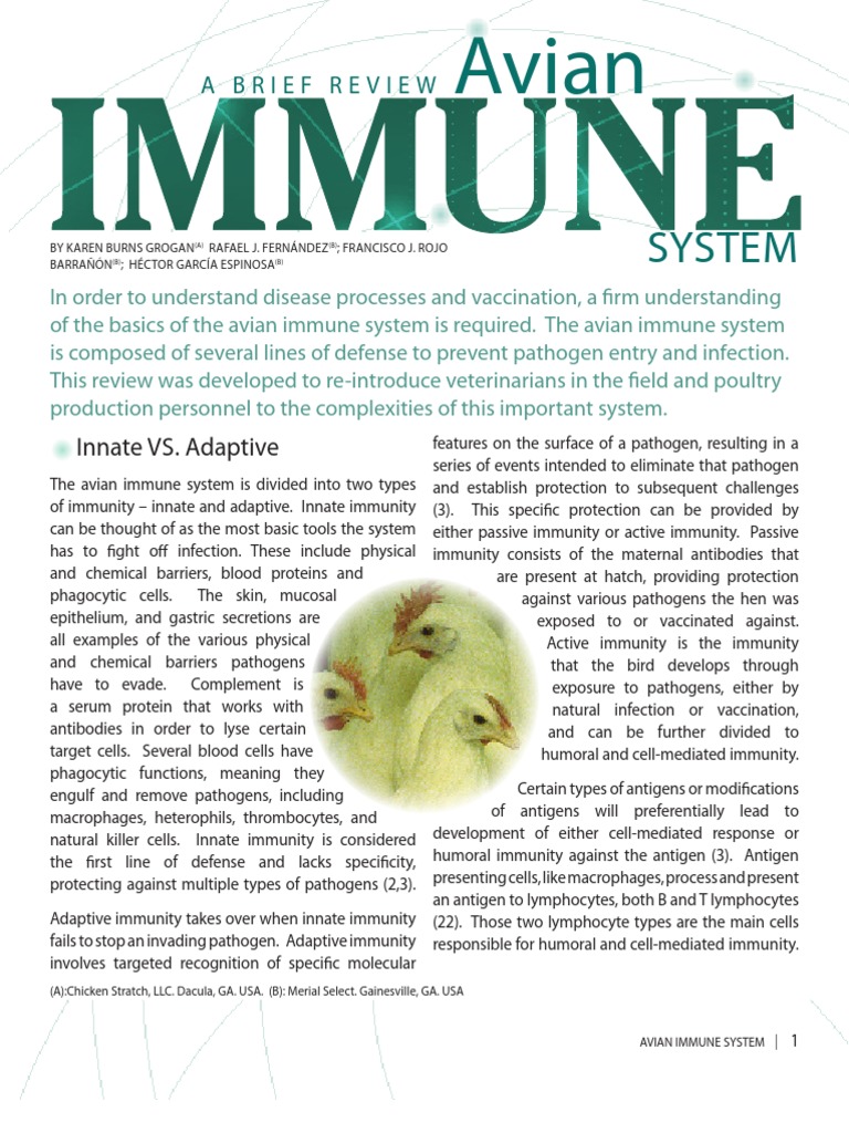 Avian Immune System - 1 | Lymphocyte | Adaptive Immune System | Free 30