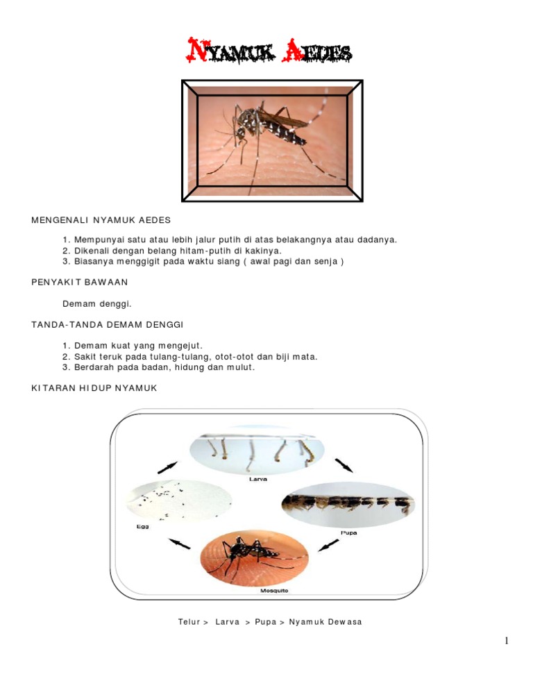 Nyamuk  PDF