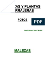 Malezas y Forrajeras