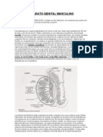 Aparato Genital Masculino