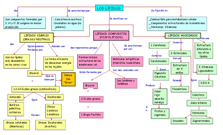 Mapa conceptual Lípidos
