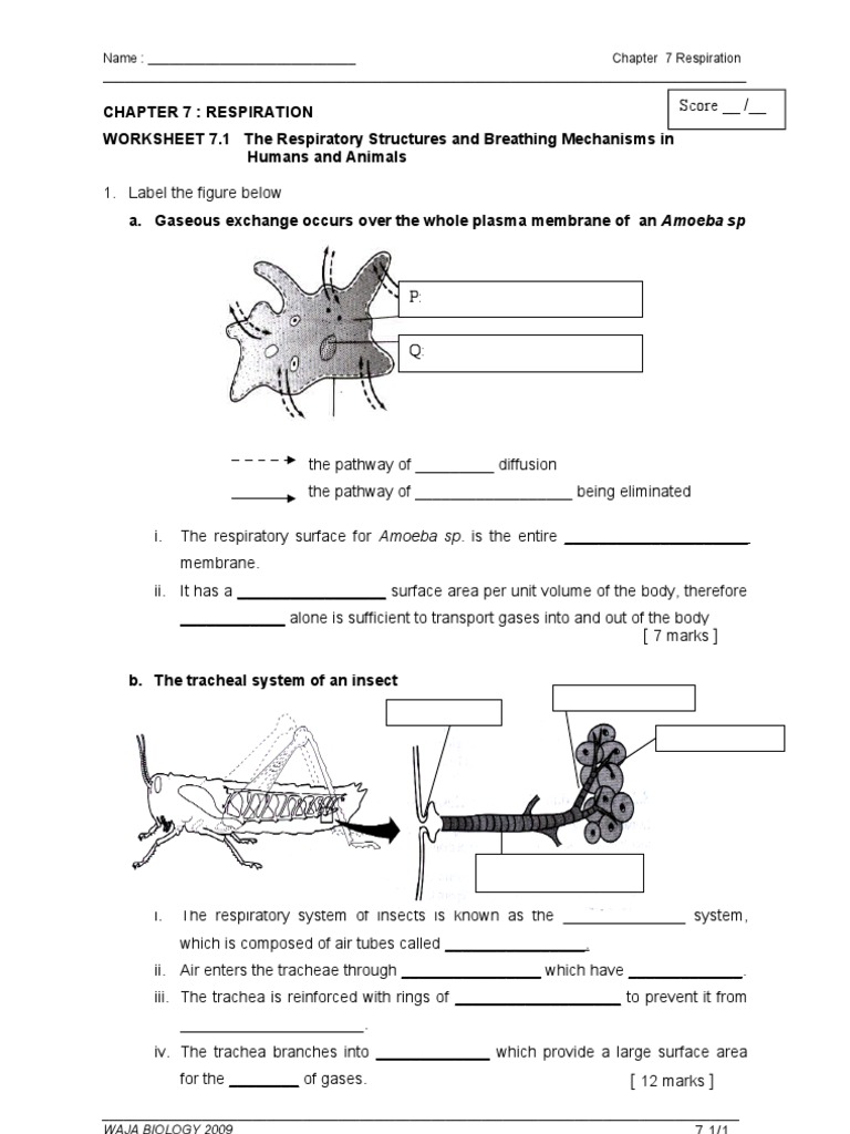WORKSHEET 7.1 the Respiratory Structures and Breathing Mechanisms in