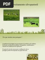 O Aproveitamento Silvopastoril
