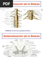 Láminas de Rexed | PDF | Dolor | Neurona