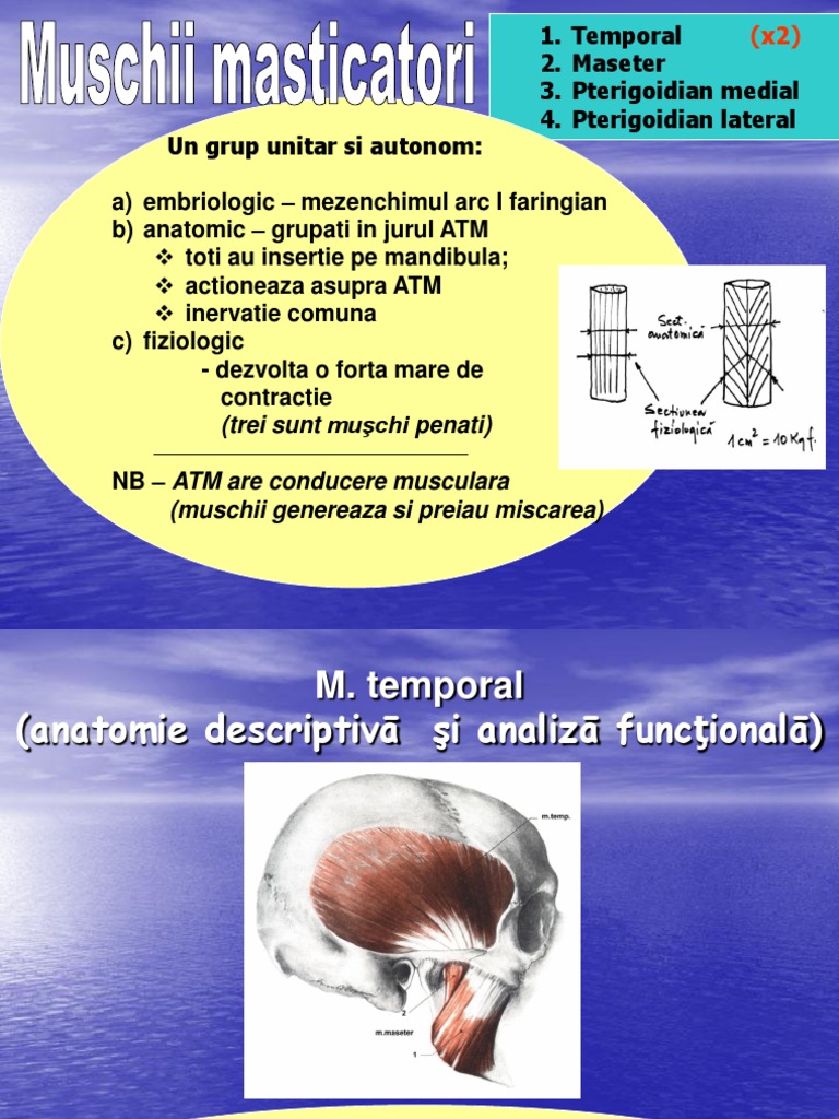 Anatomie Muschii Masticatori | PDF