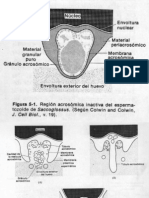 Saccoglossus fecundacion001