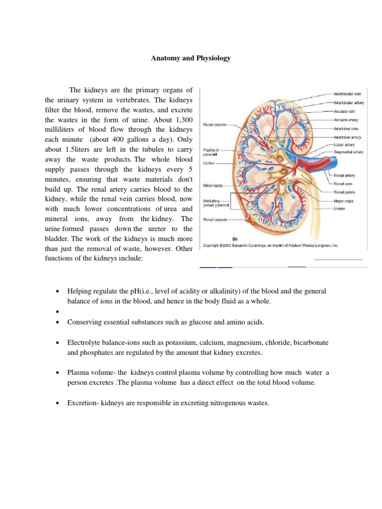 Anatomy and Physiology