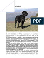 El Entrenamiento de Un Cane Corso