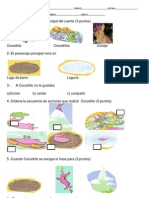 Cocodrilos Copiones