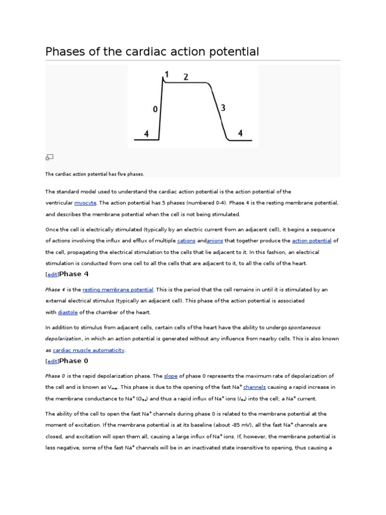 Phases of Cardiac Action Potential | PDF | Membrane Potential ...