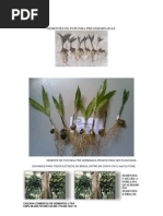 Sementes de Pupunha Pre Germinadas