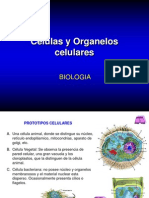 Células y organelos celulares
