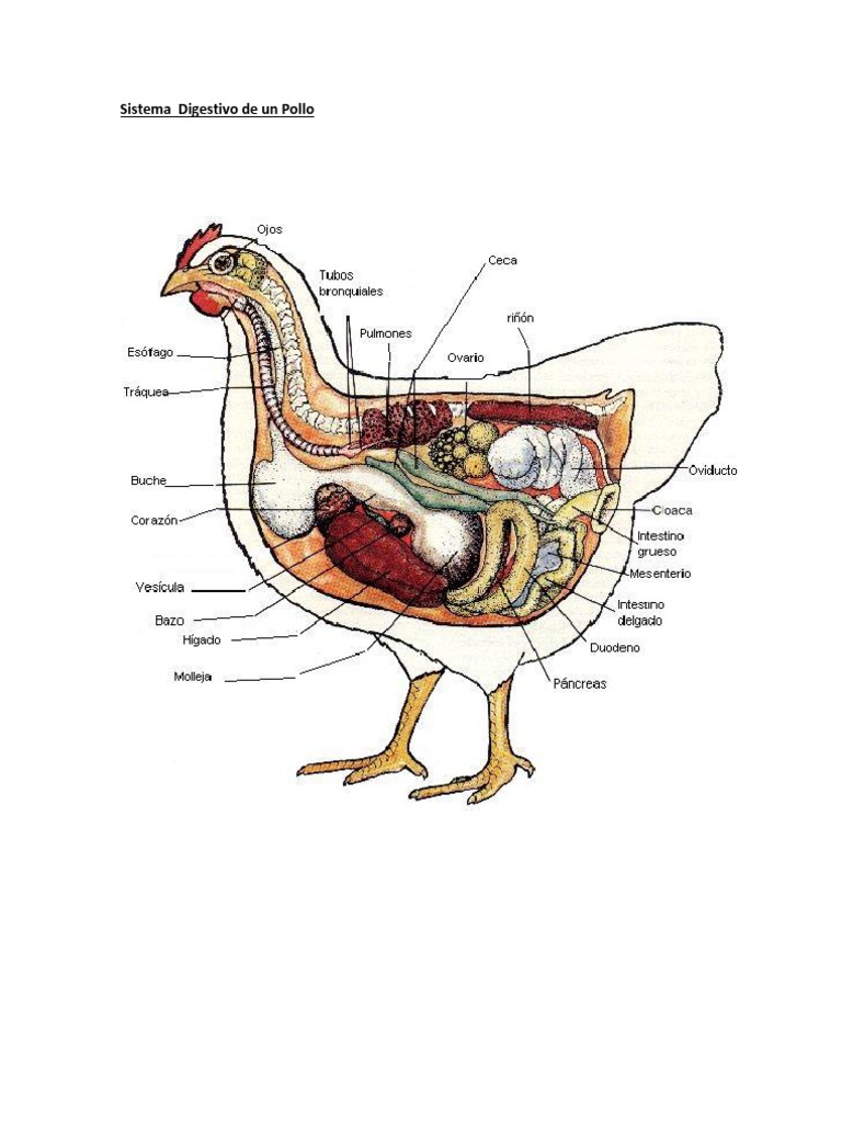 Sistema Digestivo de Un Pollo Sistema