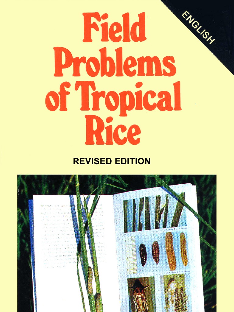 Thrips in Rice: Damage and Control | PDF | Botany | Plants
