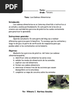 Prueba Cadenas Alimentarias 6 Basico