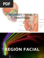 Download Regiones facial y parotdea by aguilatigre SN15637049 doc pdf