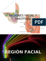 Regiones facial y parotídea