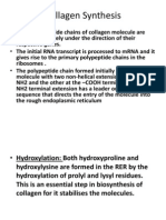 Collagen Synthesis