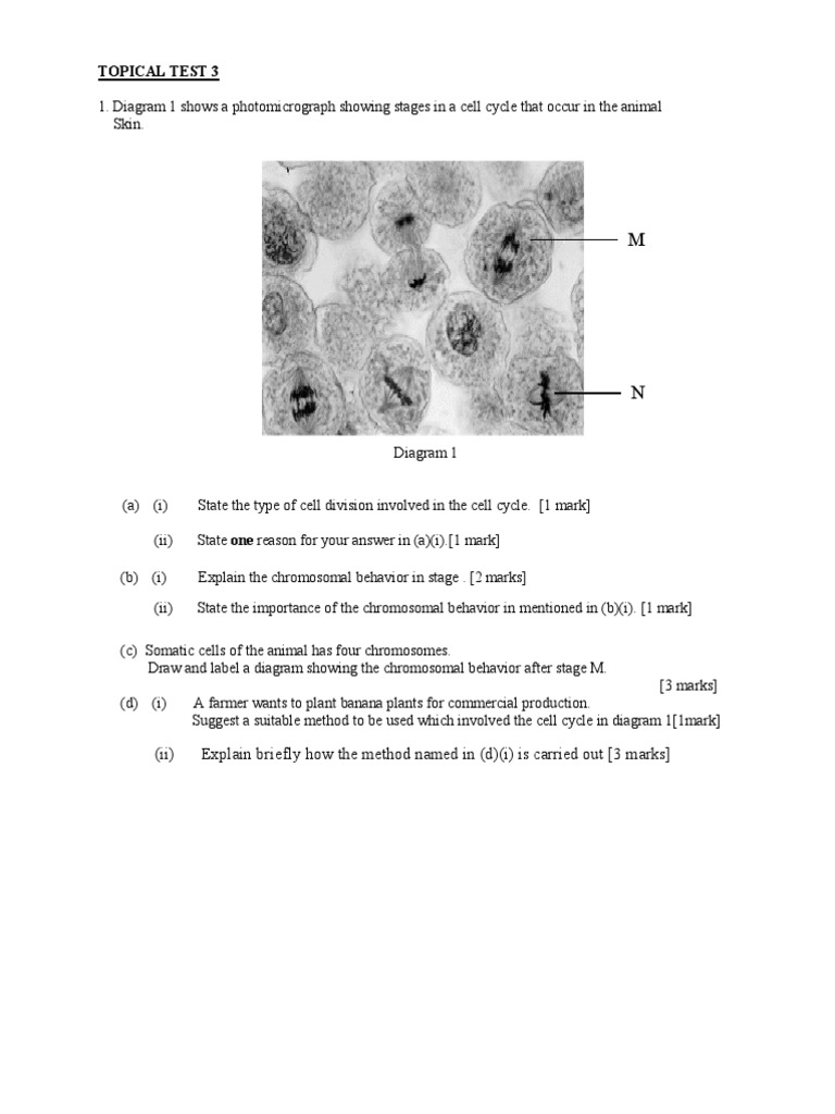 Cell Cycle and Meiosis Analysis Test | PDF