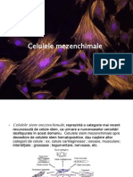 Celulele Mezenchimale - ppt2
