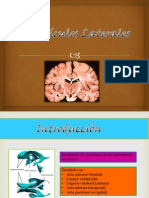 Neuroanatomia Expo