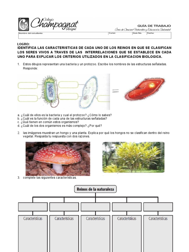 Clasificación de Seres Vivos y Reinos | PDF | Ciencia y matemáticas